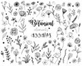 Botanical elements doodles